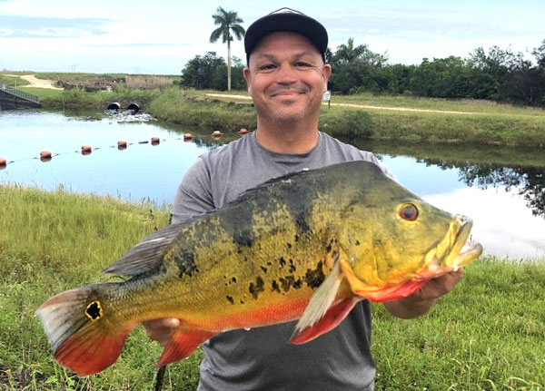 BIG FISH! FWC Certifies New State Record Butterfly Peacock Bass Weighing at  9.11 Pounds - Space Coast Daily
