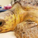 Loggerhead Sea Turtle Finds New Home at Brevard Zoo After Being Found Injured in St. Lucie Powerplant Intake