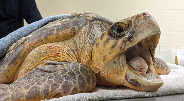 Sub-Adult Loggerhead Sea Turtle 'Thunder Hold' Finds New Home at ...