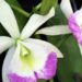 Platinum Coast Orchid Society 59th Annual Orchid Show Set May 3-5 at Kiwanis Island Park on Merritt Island
