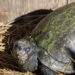 WATCH: Brevard Zoo Showcases Wild Florida Resident, Gulf Coast Box Turtle ‘Killer’