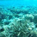 Florida Tech Research Identifies Marine Heatwaves ‘Bright Spots’ Threatening Coral Reefs Globally