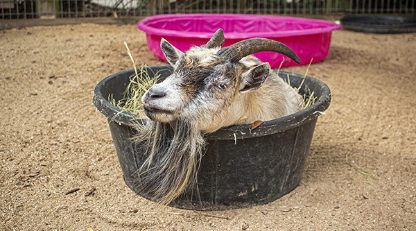 Pygmy Goat - Lehigh Valley Zoo