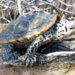 Florida Fish and Wildlife’s New Diamondback Terrapin Conservation Measures Now in Effect