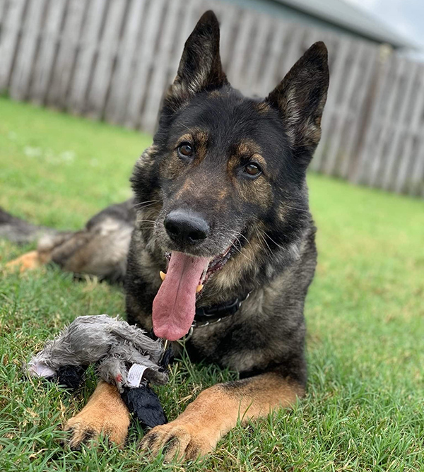 West Melbourne Police Department Grieves the Loss of Retired K9 Boton ...