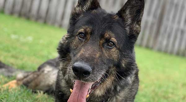 West Melbourne Police Department Grieves the Loss of Retired K9 Boton ...