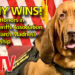 JUNNY WINS! Takes Top Honors in  Florida Sheriffs Association 2022 K9 March Madness Championship