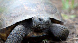 City of Palm Bay to Celebrate Gopher Tortoise Day April 10 at Turkey ...