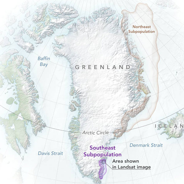 NASA-Funded Study Discovers Unique Subpopulation of Greenland Polar ...