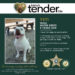 8-Year Old Mixed Breed Male Dog ‘Yeti’ Featured on K-9 Junny’s Dating Site