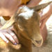 Brevard Zoo Invites Children to Name New Goats During ‘Kids Naming Kids’ Contest Starting July 22