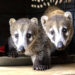 WATCH: Brevard Zoo Welcomes Two White-Nosed Coati Bands ‘Sky and Rita’