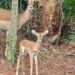 BABY BOOM AT THE ZOO: Four Impala Calves Born at Brevard Zoo Over Last Few Weeks