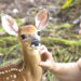 WATCH: Brevard Zoo Welcomes 3-Year-Old White-Tailed Deer Fawn ‘Plum’ to Wild Florida Area