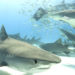 Florida Tech Research Learns Better Ways to Preserve, Protect Near-Threatened Species Tiger Sharks