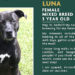 3-Year Old Mixed Breed Male Dog ‘Luna’ Featured on K-9 Junny’s Dating Site