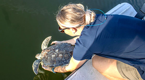 Brevard Zoo Return Juvenile Green Sea Turtle Speedy Back to the Ocean ...