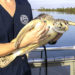 Brevard Zoo Return Juvenile Green Sea Turtle Speedy Back to the Ocean After Making Full Recovery