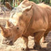 Brevard Zoo’s White Rhinos Uzuri and Kibibi to Be Artificially Inseminated to Ensure Long-Term Genetic Diversity