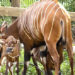 WATCH: Brevard Zoo’s Eastern Bongo ‘Clover’ Welcomes New Female Calf