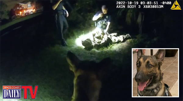 WATCH: Cocoa Police K9 Maverick Helps Take Down Suspect Wanted For ...