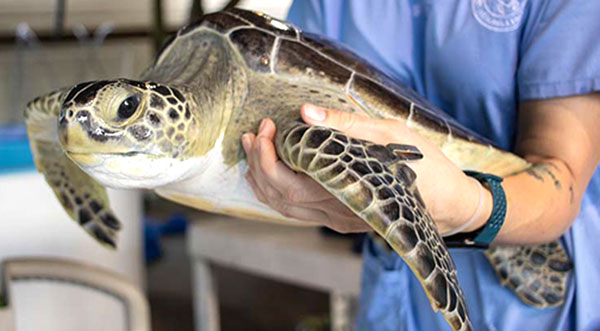 Brevard Zoo’s Sea Turtle Healing Center to Release Two Sea Turtles at ...