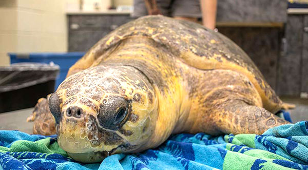 Brevard Zoo’s Sea Turtle Healing Center to Release Two Sea Turtles at ...