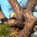 PHOTO OF THE DAY: American Bald Eagle Occupies Nest Near NASA’s Kennedy Space Center