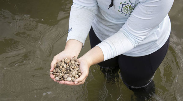 WATCH: Indian River Lagoon Clam Sightings On The Rise in Brevard County