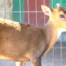 Brevard Zoo Welcomes 12-Year-Old Muntjac ‘Harriet’ to the Kangaroo Walkabout