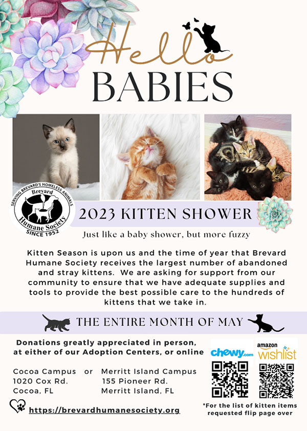 Brevard Humane Society Hosting Online Kitten Shower, Requesting ...