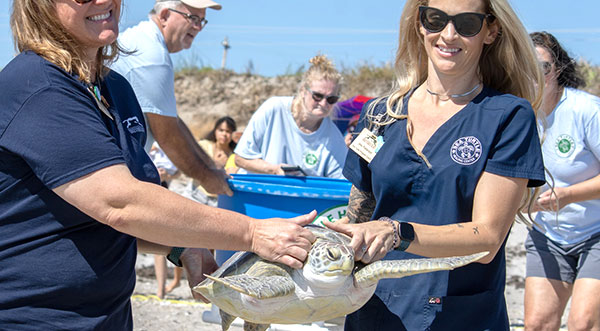 Brevard Zoo Sea Turtle Healing Center Release Juvenile Turtle 'banana 