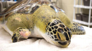 Brevard Zoo Welcomes 'McNubbins' the Green Sea Turtle, Enters Healing ...