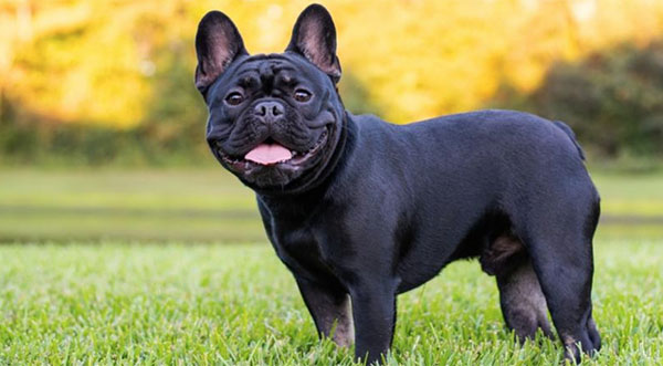 French Bulldog Breeders