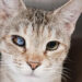 SPCA PET OF THE DAY: Meet Shelly the Cat, She’s at the Titusville SPCA Looking for a Forever Home