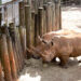 Brevard Zoo Shares Update on Using Science to Breed Rhinos