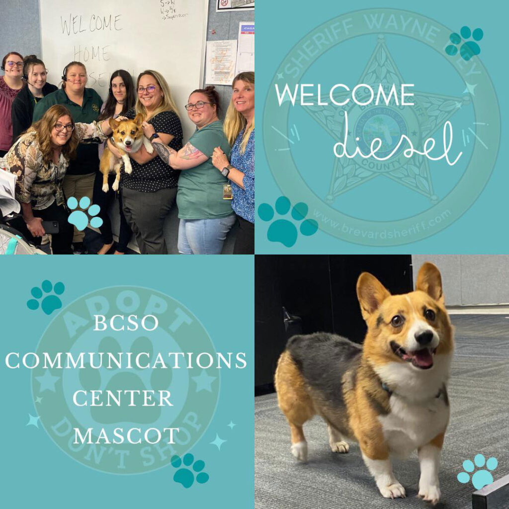 meet-brevard-county-communication-center-s-newest-mascot-diesel