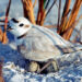 Florida Fish and Wildlife Conservation Commission Approves New Guidelines for Imperiled Beach-Nesting Birds