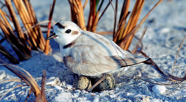 Florida Fish and Wildlife Conservation Commission Approves New Guidelines for Imperiled Beach-Nesting Birds