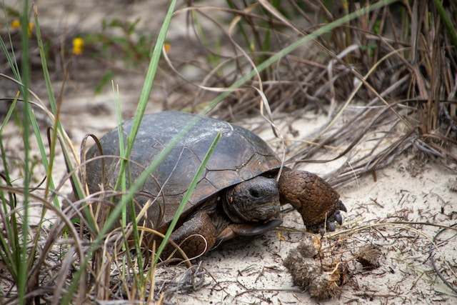 4 Must-See Wildlife Hotspots on the Space Coast - Space Coast Daily