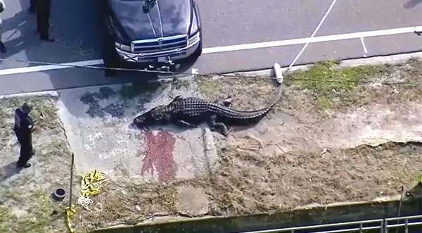 Gator Killed Pinellas County 600 