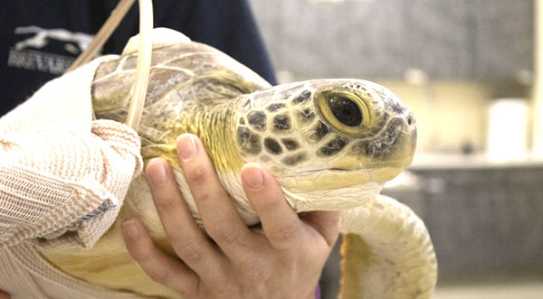 Brevard Zoo's Sea Turtle Healing Center Helps Rescue Sea Turtle 'Horchata'  in Satellite Beach - Space Coast Daily