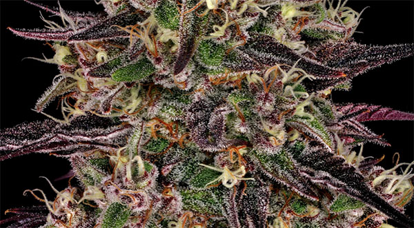 A Journey Through Barney’s Farm's Premier Cannabis Strains - Space ...