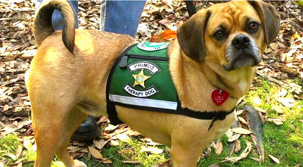 WATCH: Brevard County Sheriff's Office Mourns The Loss Of Retired K-9 ...