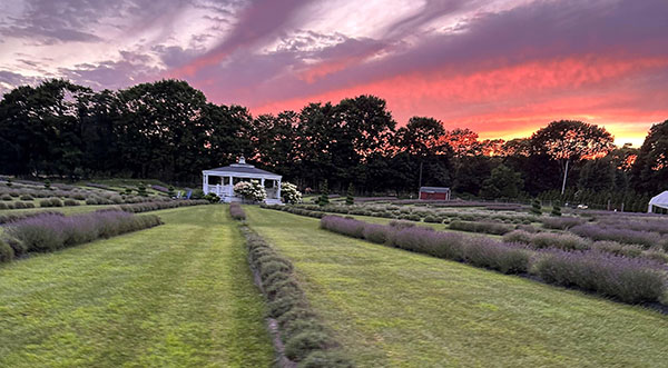 Dr. Henry Cabrera: Lavender Waves Farm — A Sanctuary for Nature Lovers