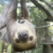 Brevard Zoo’s 18-Year-Old Linne’s Two-Toed Sloth ‘Sammy’ Gives Birth to a Healthy Baby