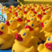 GET YOUR DUCKS NOW! Crosswinds Set for 26th Annual Great Brevard Duck Race May 18