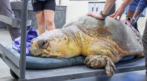 Brevard Zoo Welcomes 375-Pound Loggerhead Turtle ‘Bubba’ – Estimated Between 60-75 Years Old