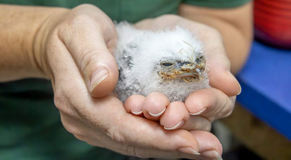 Brevard Zoo Welcomes New Tawny Frogmouth Chicks