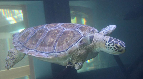 WATCH: Brevard Zoo Says Temporary Goodbye to Sea Turtle ‘McNubbins’